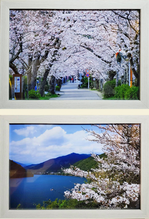 桜の写真｜ランチ｜天神大名｜さくらさくら