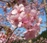 お花見｜華やかな桜｜福岡市大名｜茶寮さくらさくら